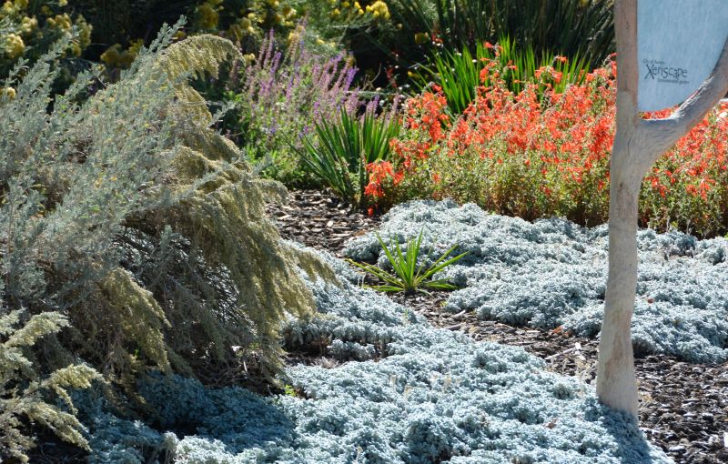 Native Plant Arrangements
